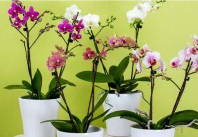 Копійчане добриво для орхідей з інгредієнтів, які є на кожній кухні – будуть рости як на дріжджах!