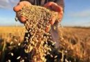 На Закарпатті з’явиться сухопутний зерновий коридор для експорту зерна до ЄС