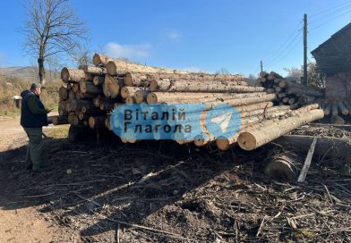 Масштабна операція на Закарпатті: поліція викрила нелегальну вирубку лісів на 40 мільйонів гривень